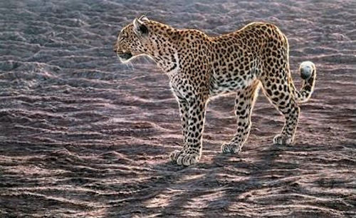 Okavango Apparition Mounted Print on Paper by Artist Alan Hunt